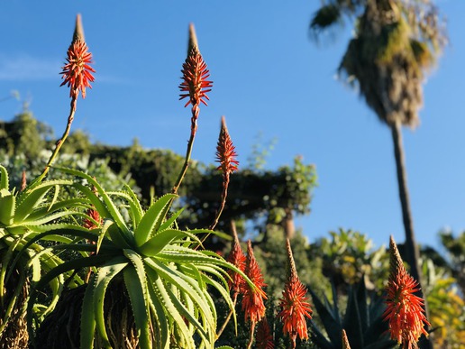 В "Маримуртра" можете да се запознаете с повече от четири хиляди растителни вида, повечето от които са екзотични.