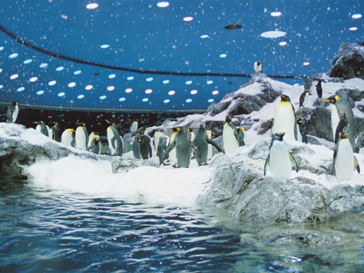 В парка "Лоро" ще видите най-големия пингвинариум в света – „Планетата на пингвините“.